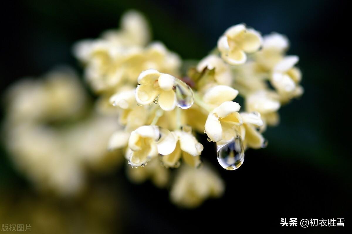 寒露秋花古诗五首（新开寒露丛，菊华寒露浓）