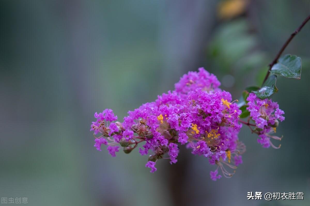 寒露秋花古诗五首（新开寒露丛，菊华寒露浓）