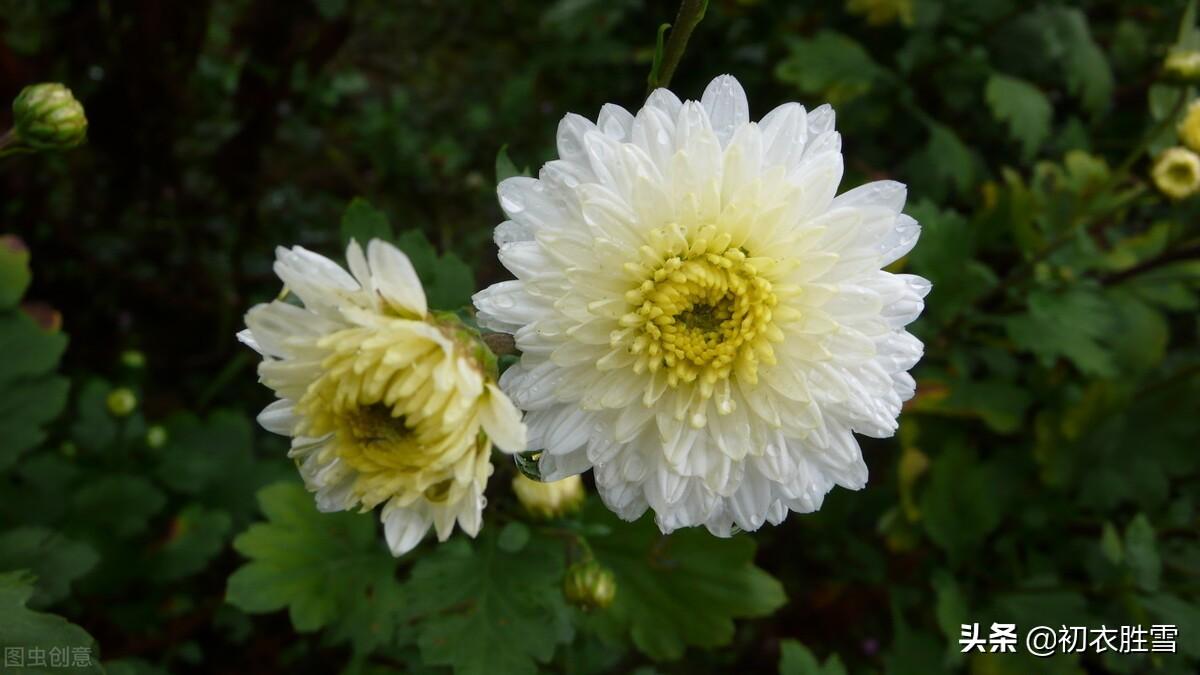 溯源菊月菊花古诗词（季秋之月，鞠有黄花）