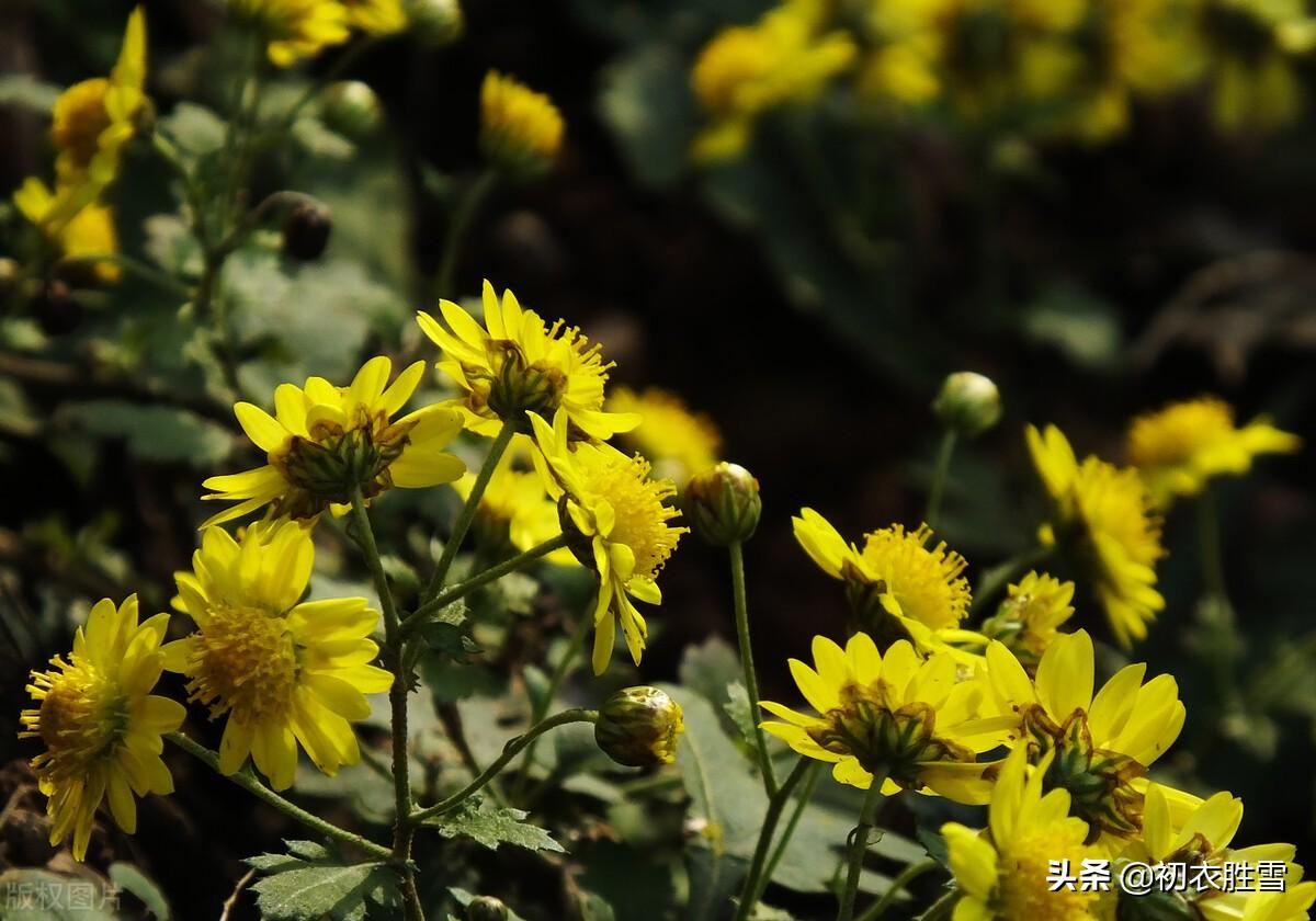 溯源菊月菊花古诗词（季秋之月，鞠有黄花）