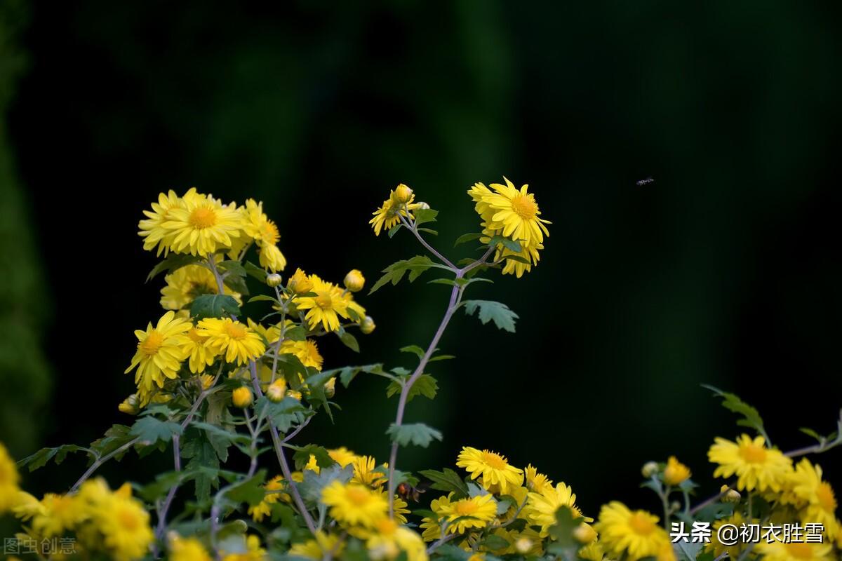 溯源菊月菊花古诗词（季秋之月，鞠有黄花）