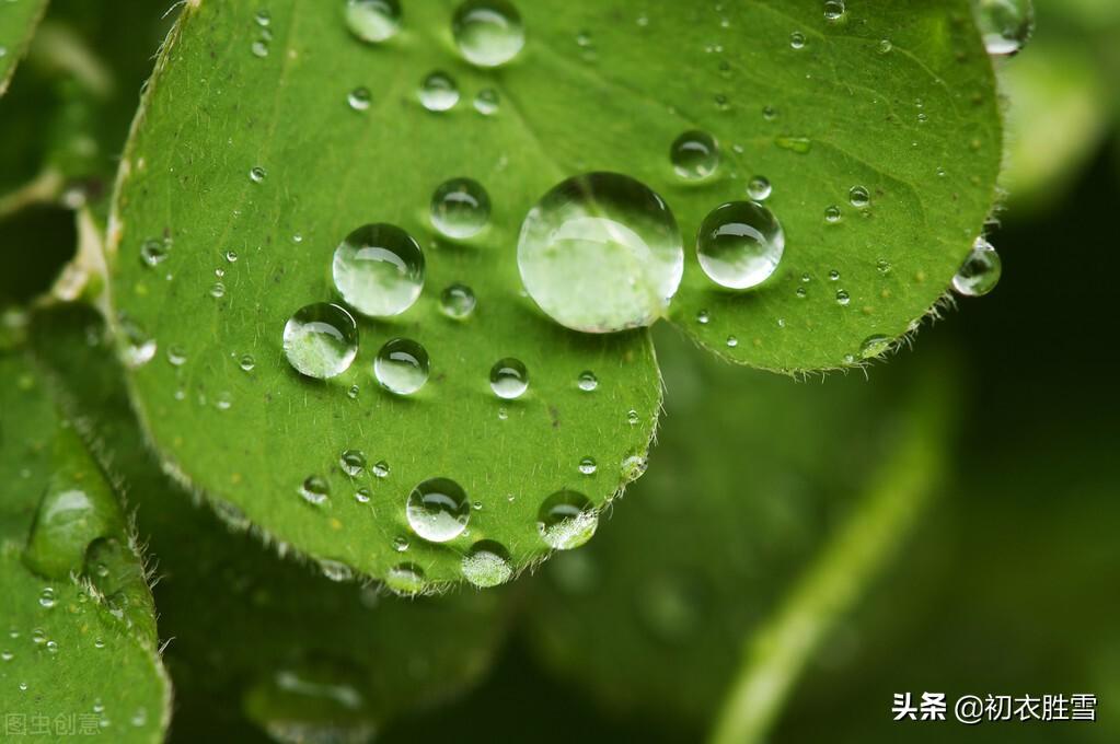 白露节气五首古诗（秋草生庭白露时，故园诸弟益相思）