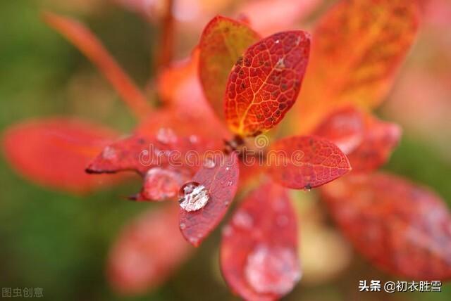 白露节气五首古诗（秋草生庭白露时，故园诸弟益相思）