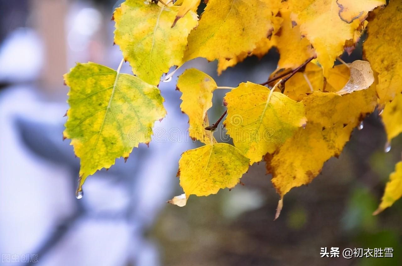 白居易白露六首古诗词（八月白露降，白露木兰枝）