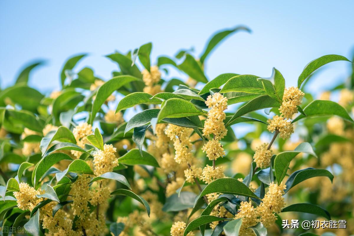 桂花三首优美古诗词（枝生无限月，花满自然秋）