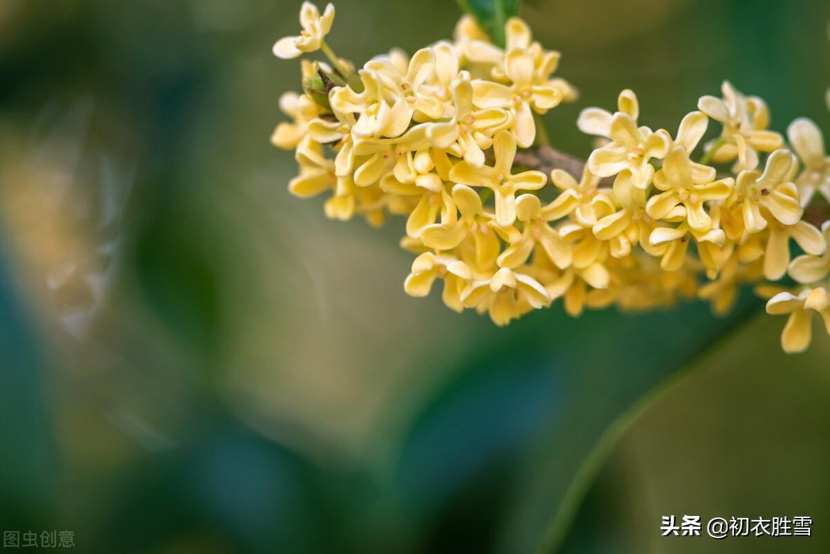 桂花三首优美古诗词（枝生无限月，花满自然秋）