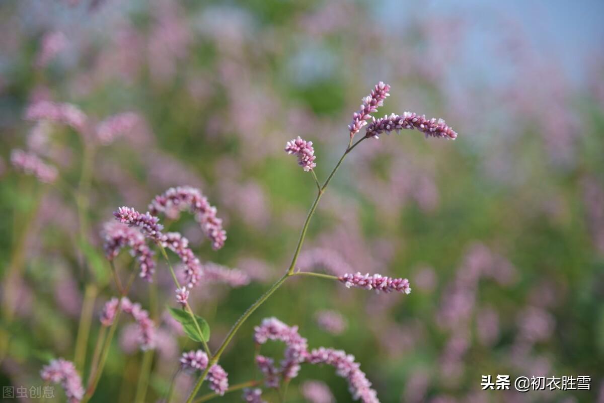 岁月感怀两首古诗词（春花秋草，春去秋来）