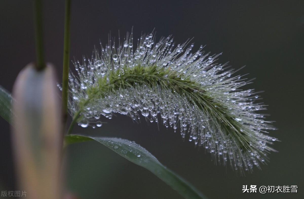 岁月感怀两首古诗词（春花秋草，春去秋来）