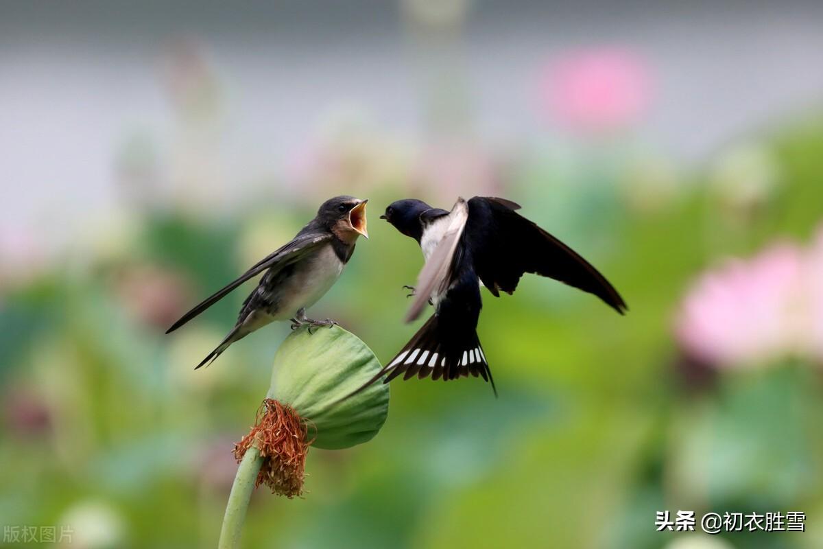 岁月感怀两首古诗词（春花秋草，春去秋来）