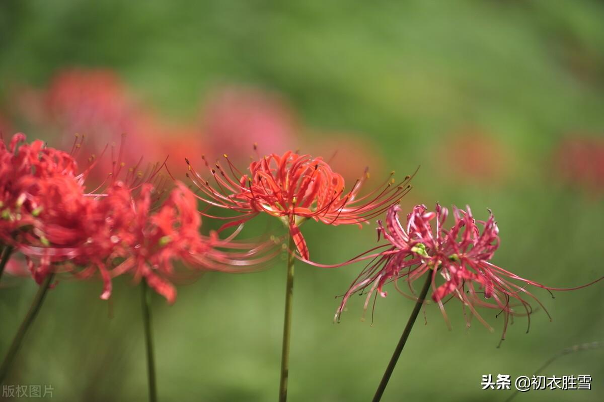 诗意秋草红花三首古诗词赏析（满地红心草，凄美彼岸花）