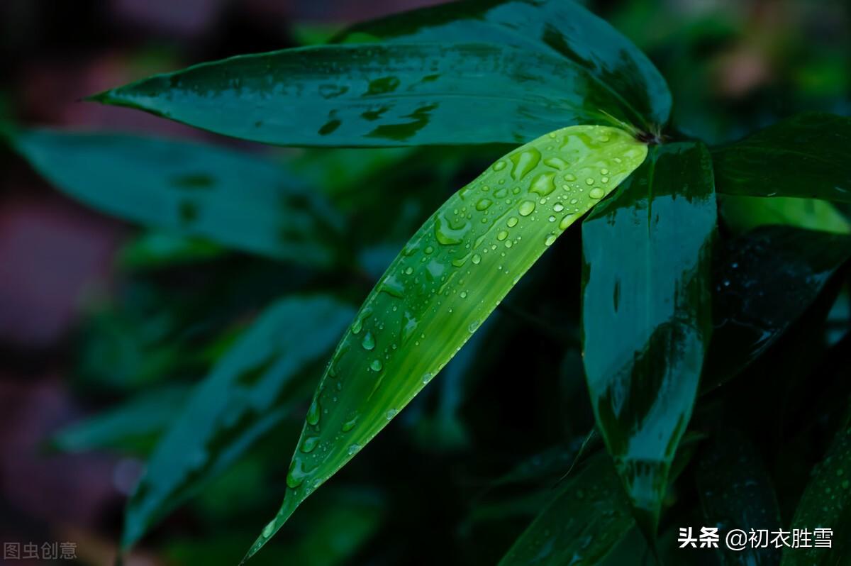 早秋听雨六首诗词推荐（一夜雨声凉到梦，要听棋声杂雨声）