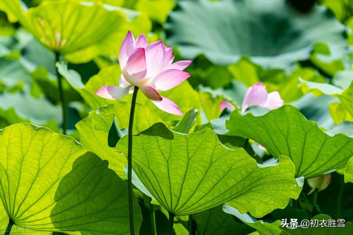 清丽秋荷五首古诗词赏析（芙蓉花开秋水冷，羡渠宛在水中央）