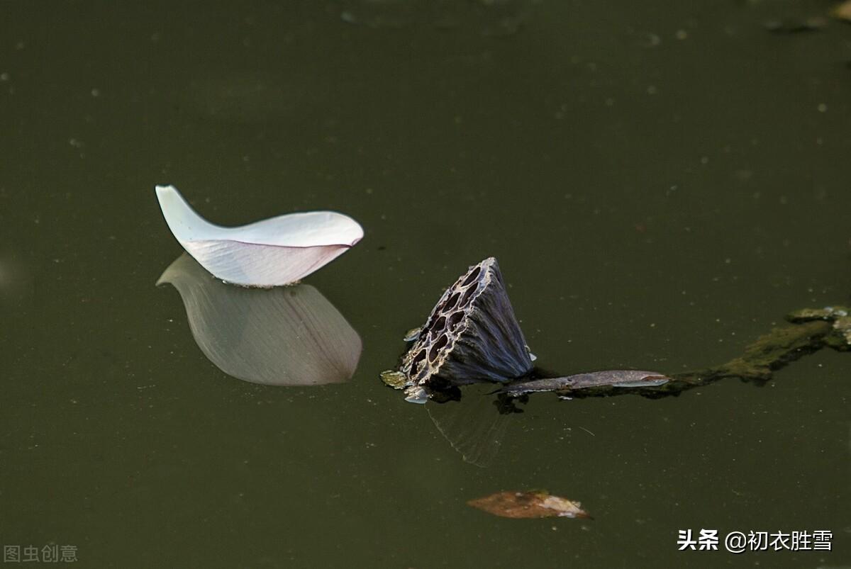 清丽秋荷五首古诗词赏析（芙蓉花开秋水冷，羡渠宛在水中央）