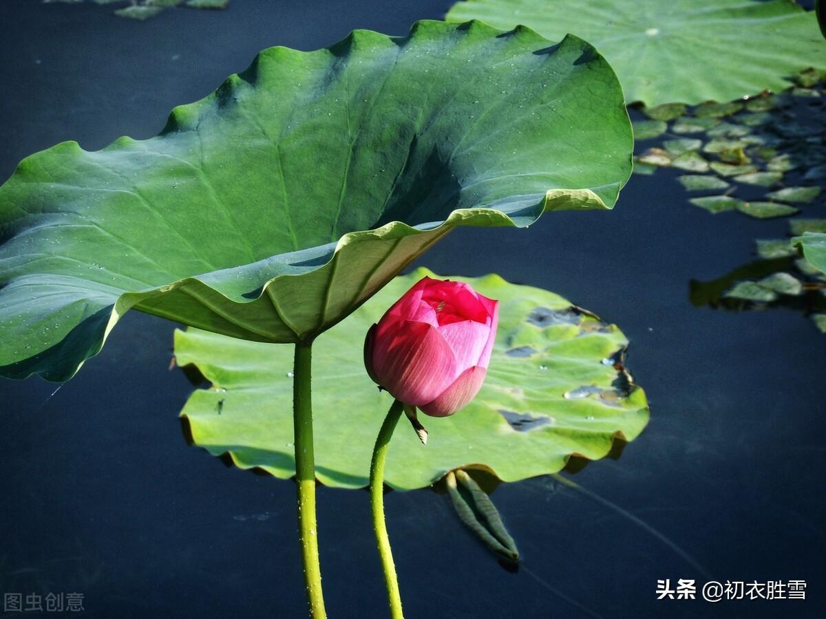 清丽秋荷五首古诗词赏析（芙蓉花开秋水冷，羡渠宛在水中央）