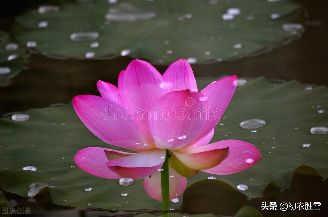 清丽秋荷五首古诗词赏析（芙蓉花开秋水冷，羡渠宛在水中央）