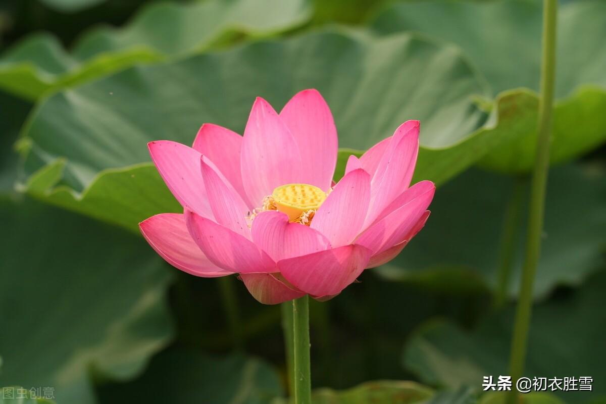 ​红荷花诗词名句10首推荐（芙蓉葩红鲜，莲心彻底红）