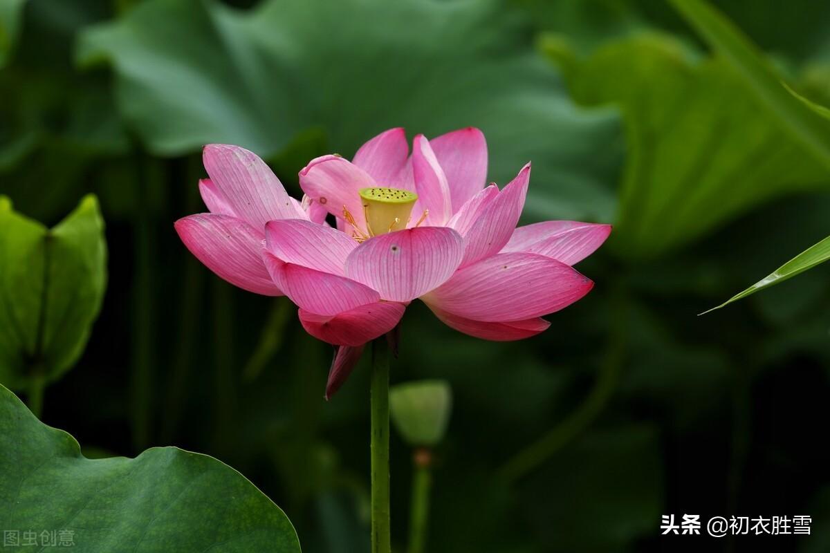 ​红荷花诗词名句10首推荐（芙蓉葩红鲜，莲心彻底红）