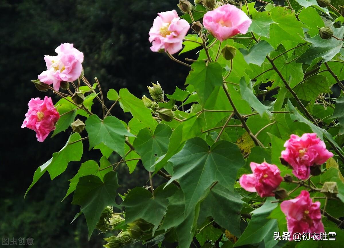 晚夏早秋五首诗词（清秋时节近，一片初飞叶报秋）