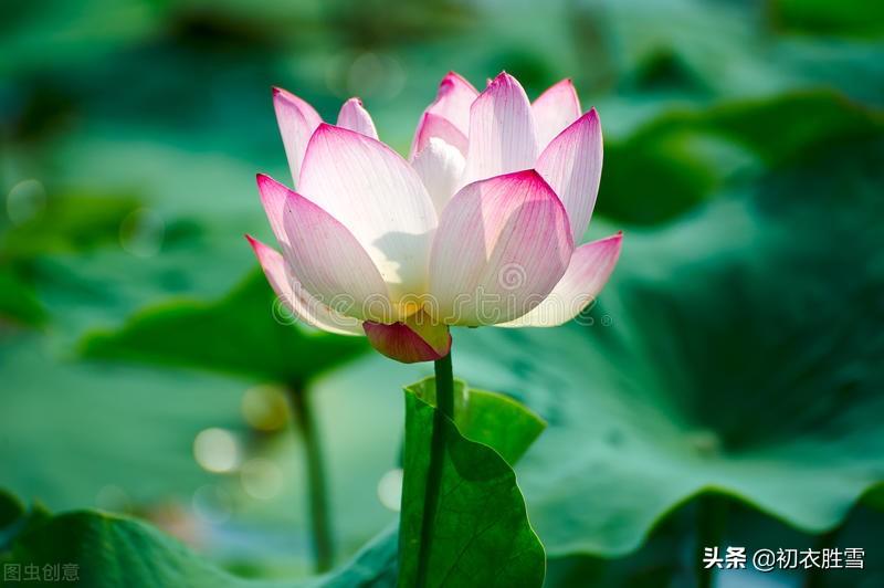 明丽秋水荷花诗词七首（芙蕖耐夏复宜秋，艳妆临水最相宜）