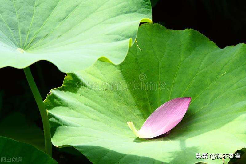 荷花花瓣落花五首古诗词（落片自成船，走遍水中天）