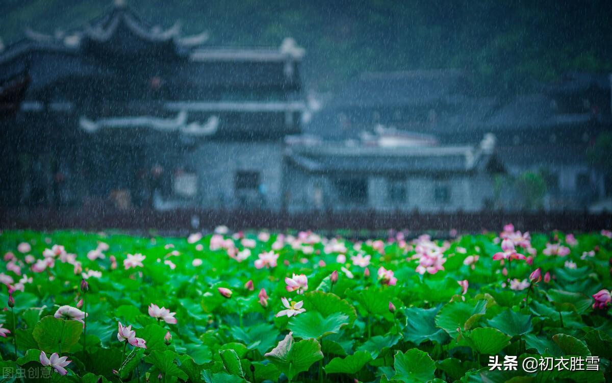 清朝荷花古诗词四首（一枝闲淡女郎花，只有荷花似旧时）