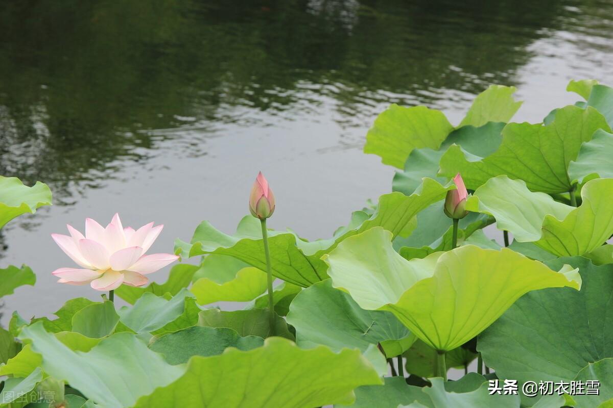 清朝荷花古诗词四首（一枝闲淡女郎花，只有荷花似旧时）