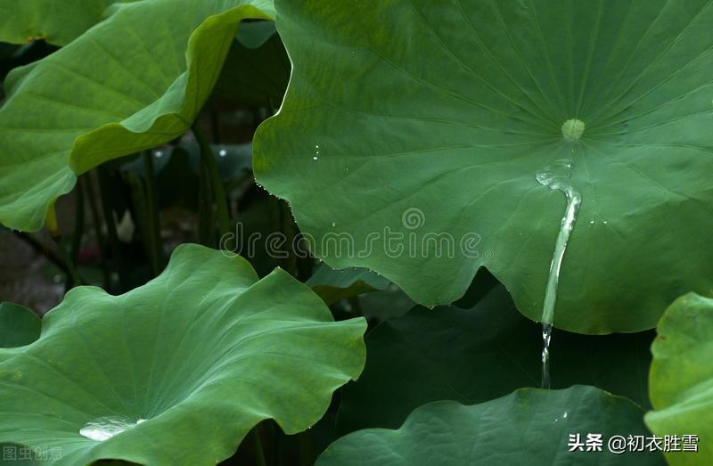 仲夏荷叶雨露七首古诗（收来荷露堪烹茗，似珠无数转分明）