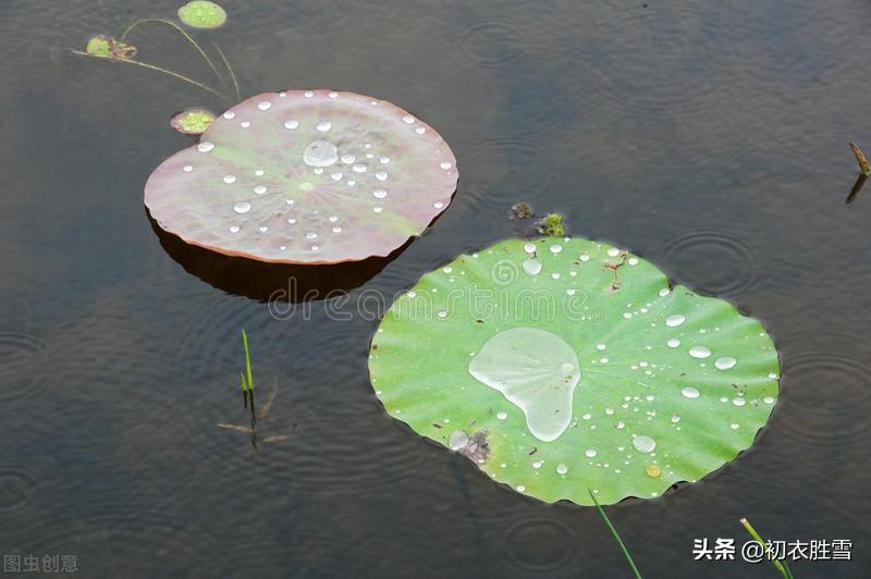 荷叶古诗八首推荐（荷叶生时春恨生，荷叶拳拳恨未舒）