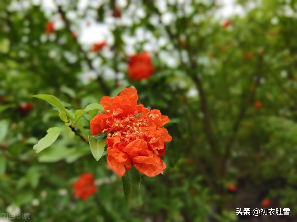 端午节诗词六首赏读（五月五日天中节，旋刻菖蒲好避邪）