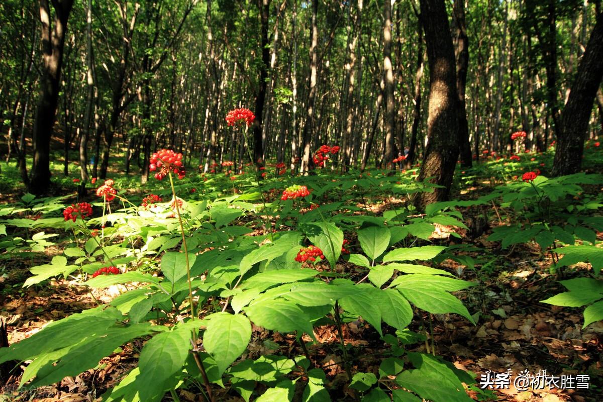 端午节诗词六首赏读（五月五日天中节，旋刻菖蒲好避邪）