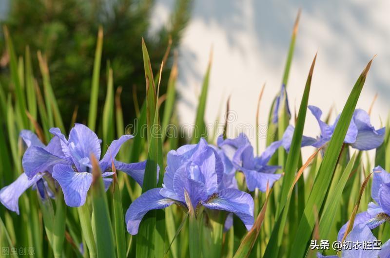 端午节菖蒲诗词六首（菖蒲花紫茸，菖蒲美酒清尊共）