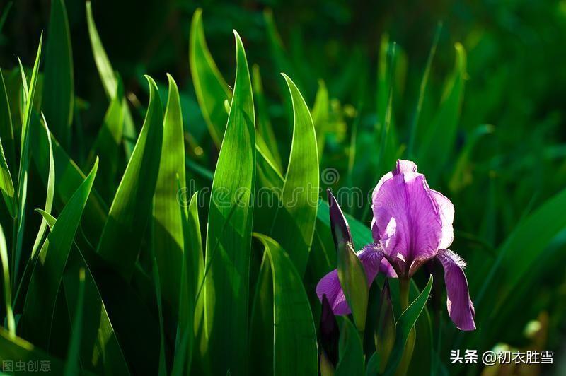 端午节菖蒲诗词六首（菖蒲花紫茸，菖蒲美酒清尊共）