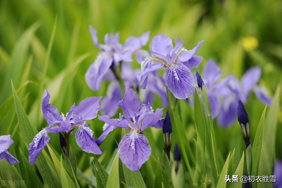 端午节菖蒲诗词六首（菖蒲花紫茸，菖蒲美酒清尊共）