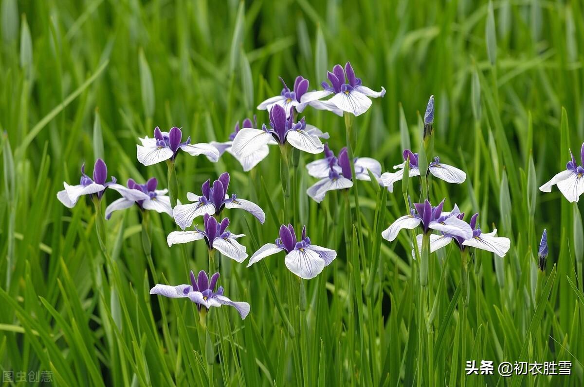 端午节菖蒲诗词六首（菖蒲花紫茸，菖蒲美酒清尊共）