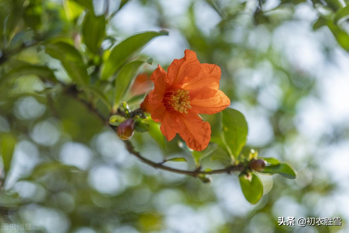 石榴花唯美古诗大全（榴花新酿绿如苔，不劳君劝石榴花）