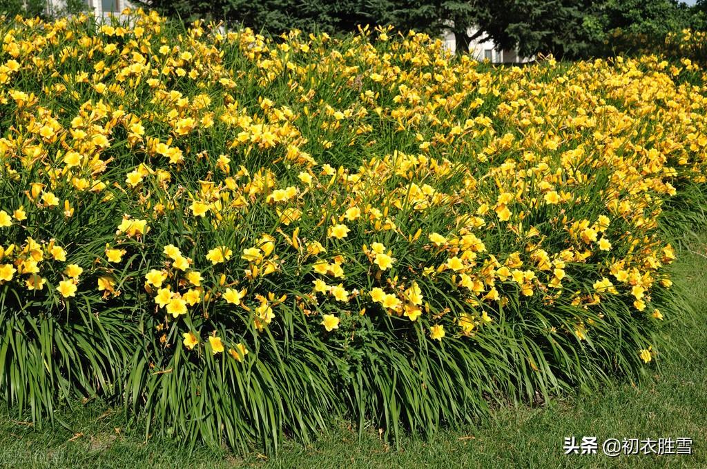 夏花萱草七首古诗词（母亲花开，灿灿萱草花）