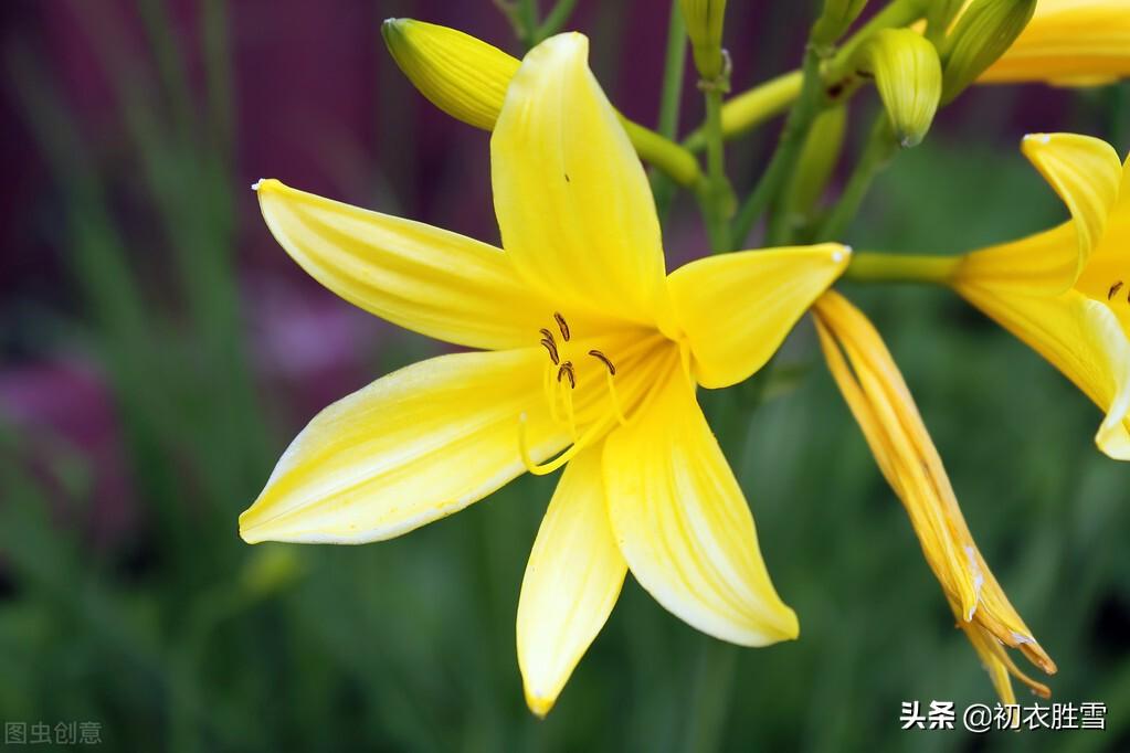 夏花萱草七首古诗词（母亲花开，灿灿萱草花）