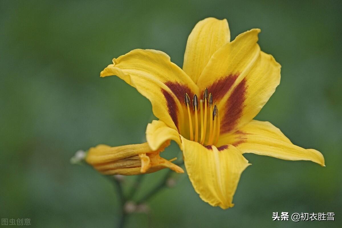 母亲节母亲花六首古诗词（金色萱草如百合，萱草忘忧日日长）