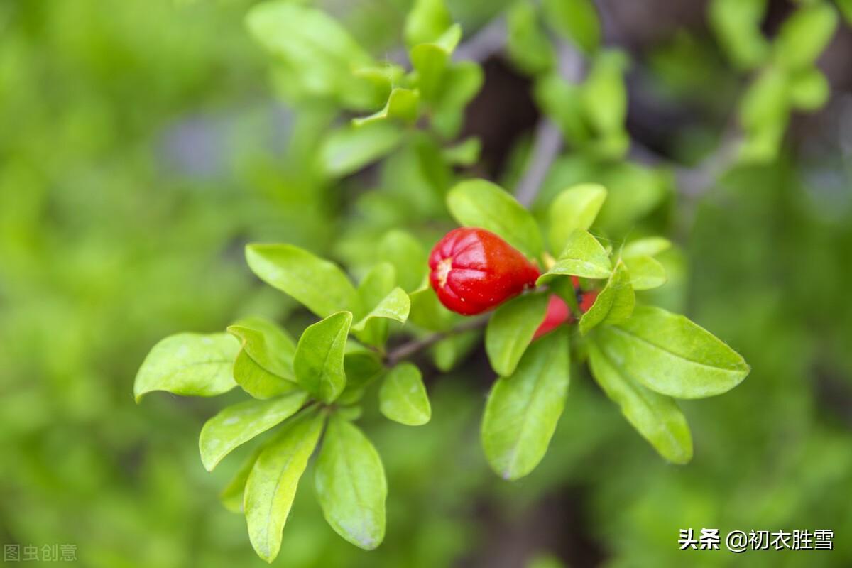 赞美石榴叶唯美古诗（深情石榴叶诗词7首）