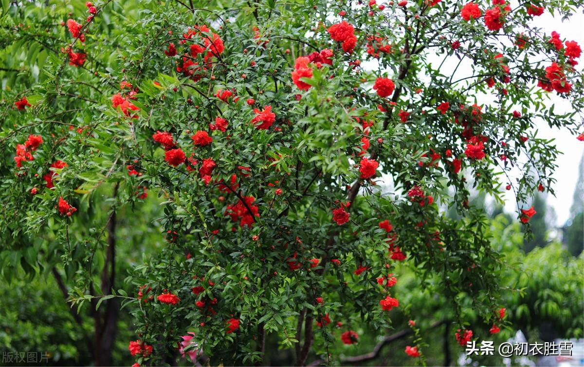 咏石榴花唯美古诗（炎炎日正午，灼灼火俱燃）