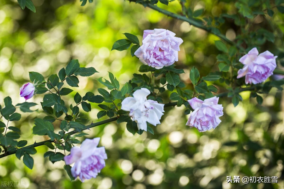 五月旖旎蔷薇6首（接夏连春秀可夸，阶底蔷薇入夏开）