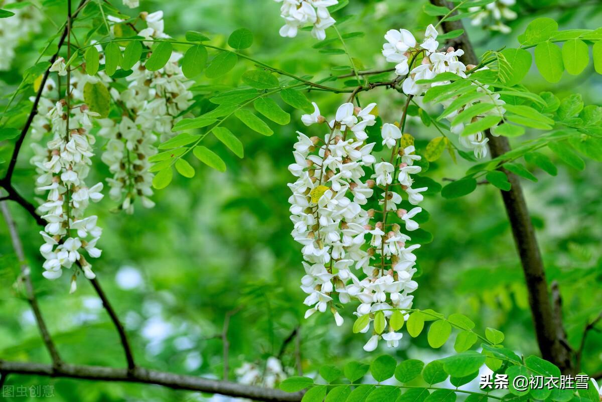 晚春槐树诗词七首（青槐夹道长安，绿槐阴里相思）