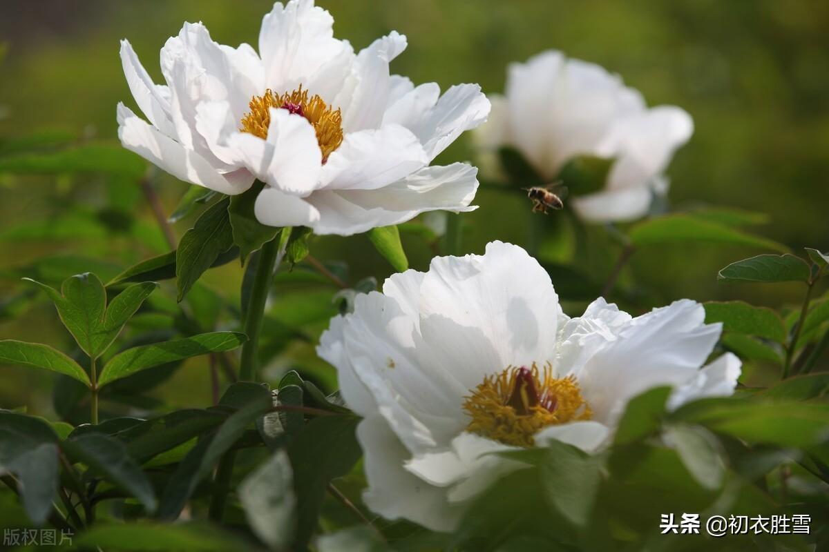 谷雨节气牡丹诗词7首（东风既与花王，芍药须为近侍）