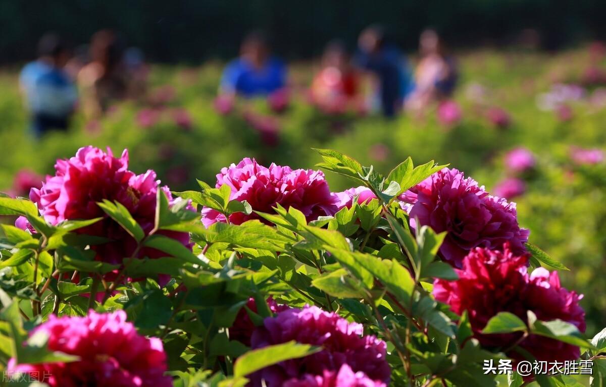 谷雨节气牡丹诗词7首（东风既与花王，芍药须为近侍）