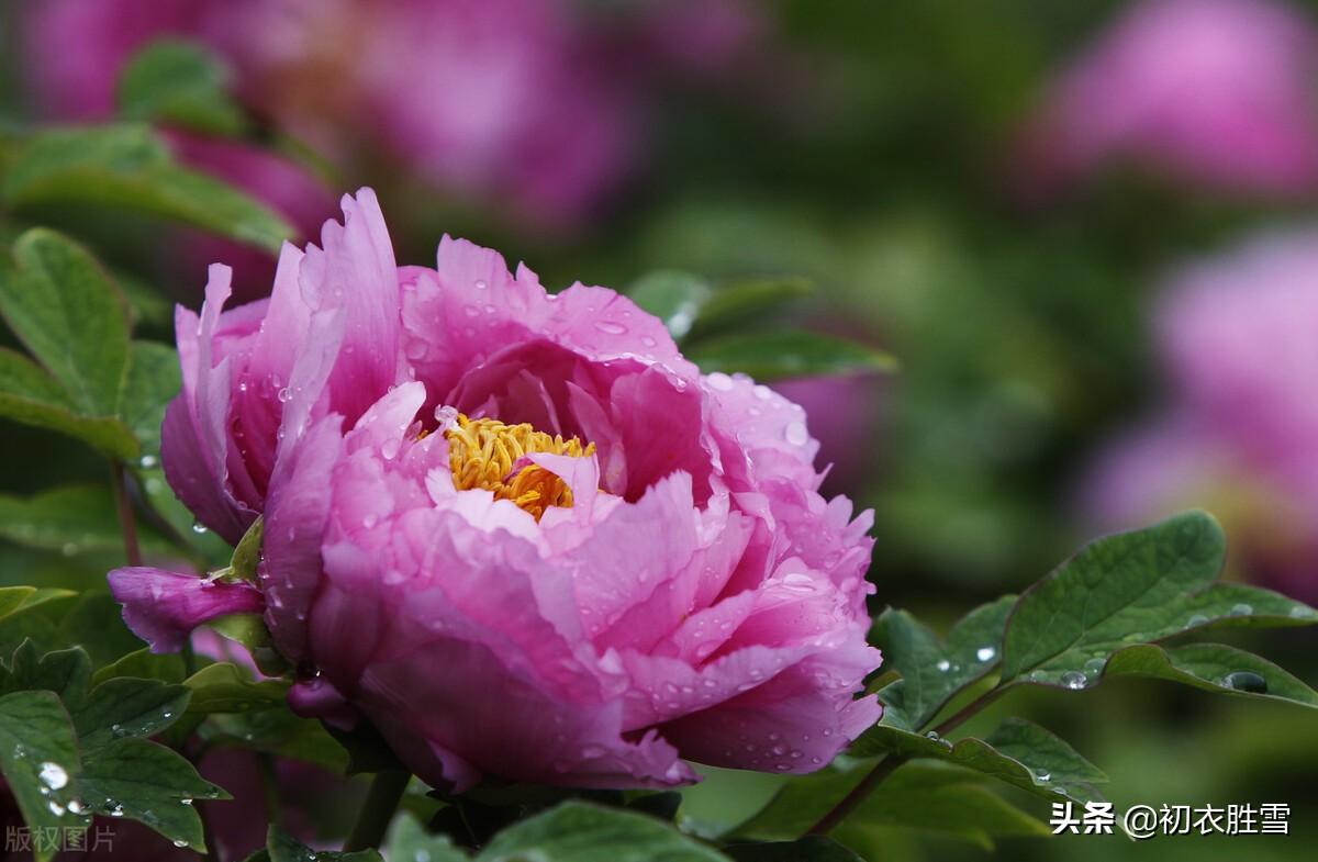 谷雨节气牡丹诗词7首（东风既与花王，芍药须为近侍）