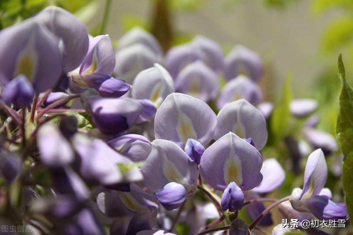 紫藤古诗七首推荐（绶花空结紫藤高，紫藤花落午微风）