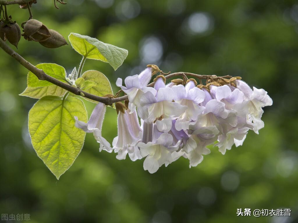 清明节气桐花诗词8首（仰头看桐树，桐花特可怜）