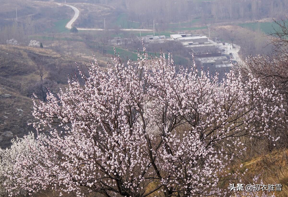 寒食清明诗词七首赏析（寒食花开千树雪，清明日出万家烟）