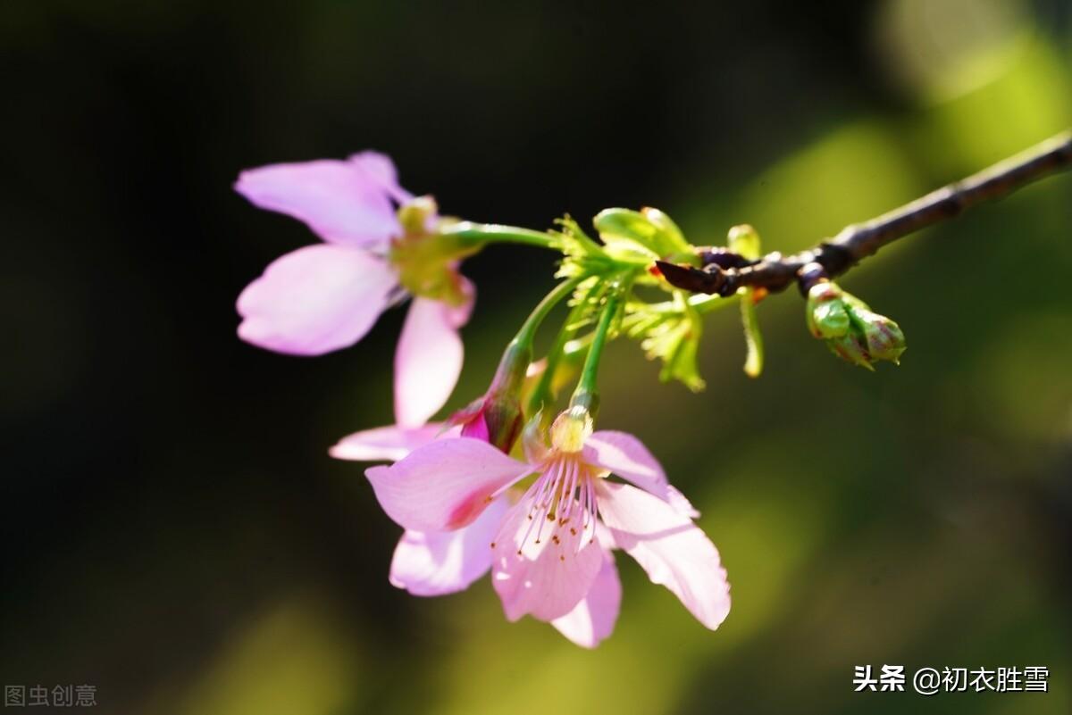 仲春五首诗词赏析（春日春风衣杲杲，海棠未老春正好）