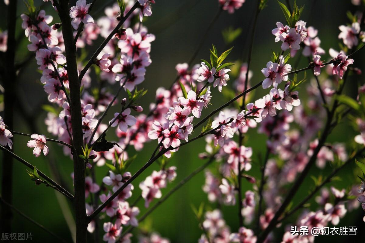 仲春五首诗词赏析（春日春风衣杲杲，海棠未老春正好）